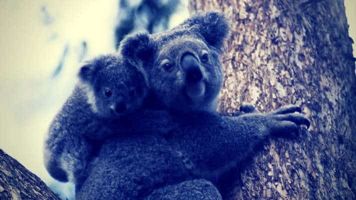 koala mother child