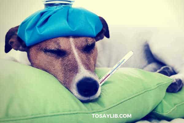 dog sick thermometer