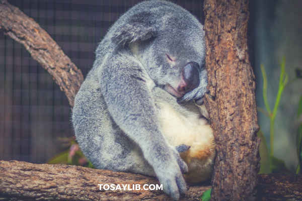 koala sleeping on the tree