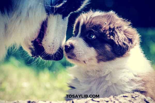 dog mother kissing dog baby