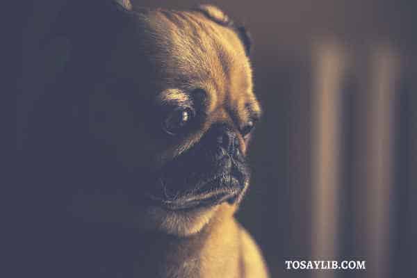 pug crying upset alone