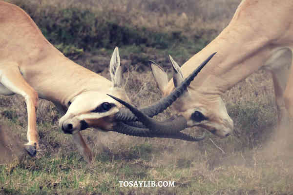 deer fighting wildlife