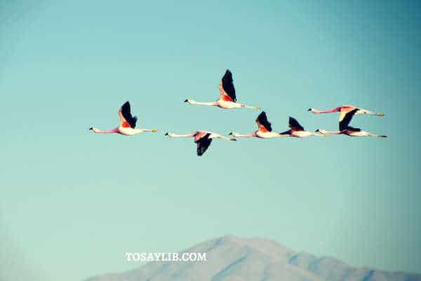 flamingo flying sky migrating