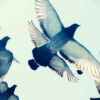 gray-pigeons-flying-in-blue-sk-1