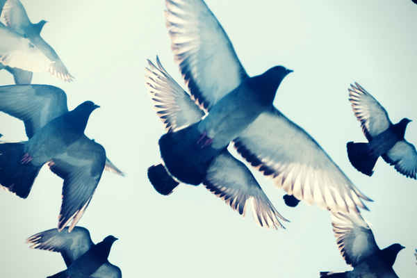 gray pigeons flying in blue sk