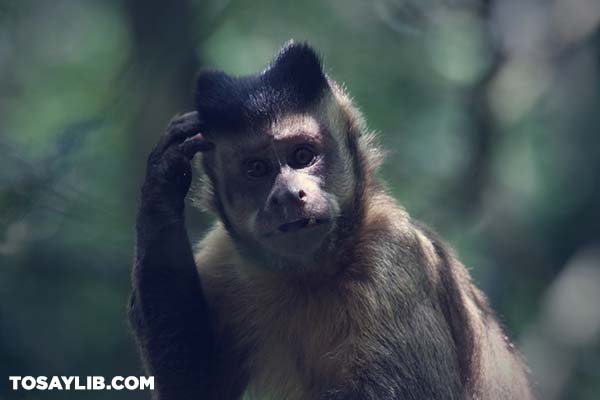 28 Picture of a monkey scratching head