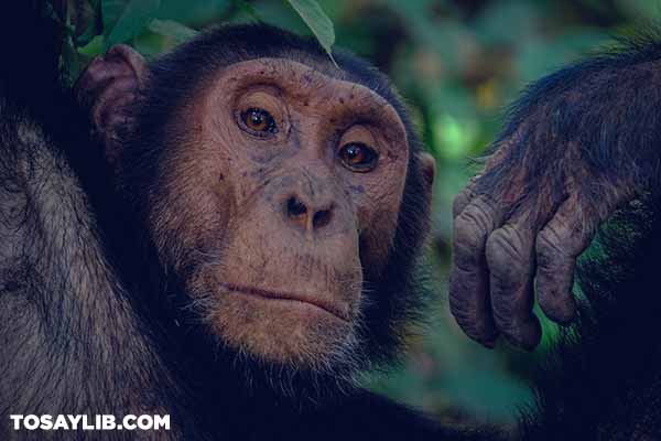 34 Portrait photo of a chimpanzee