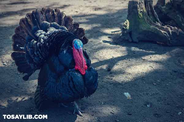 04 Photo of a turkey