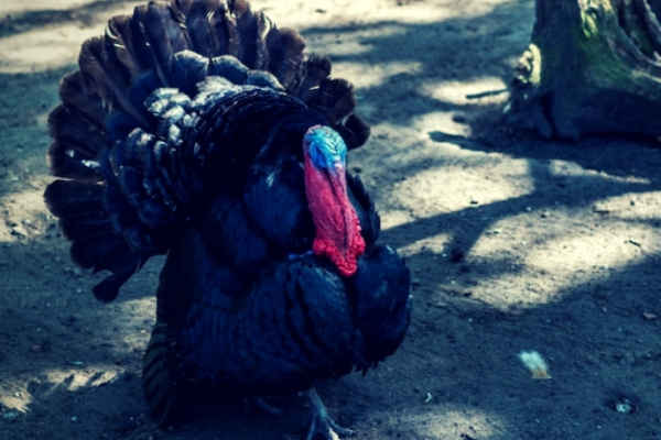 Feature-Photo-of-a-turkey