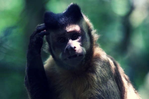 Feature-Picture-of-a-monkey-scratching-head