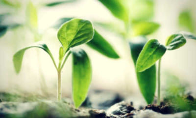 feature-plant-green-leaf-seedling-soil