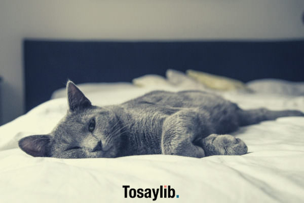 gray cat lying on bed feeling lazy