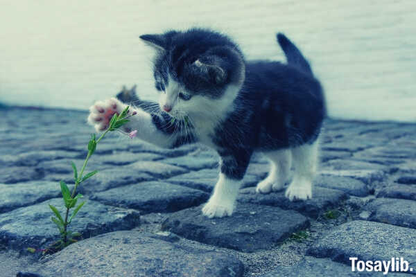 cute pussy cat paw plant