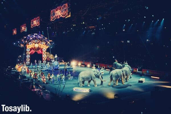 gray elephants people performing on circus