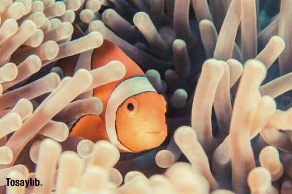 Photo of fish in a coral