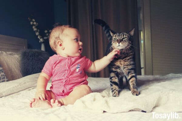 baby vs baby_cat