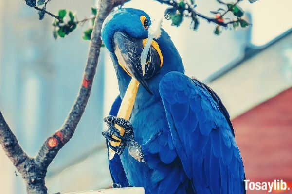 blue_parrot_brushing_his_teeth