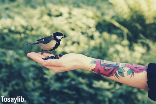 bird in the hand