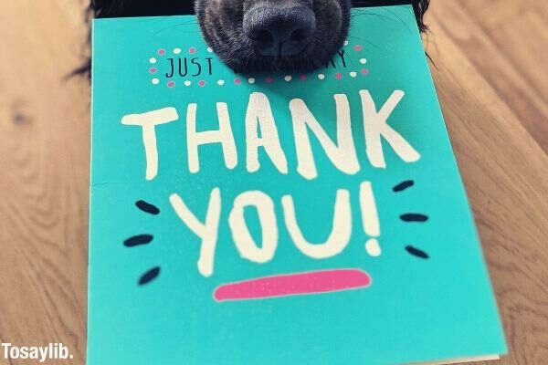 dog biting blue thank you card