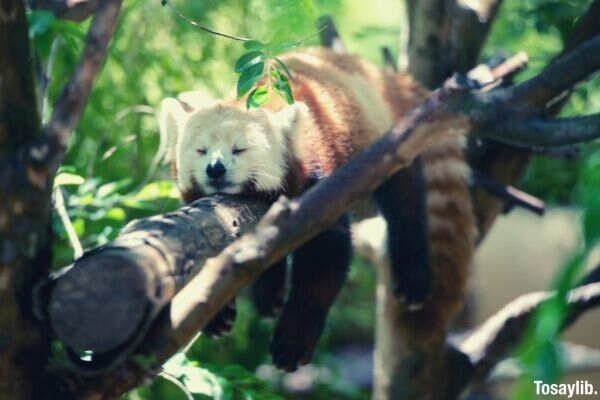 racoon sleeping on a tree branch