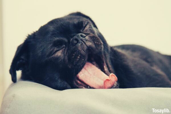 animal dog yawning casper