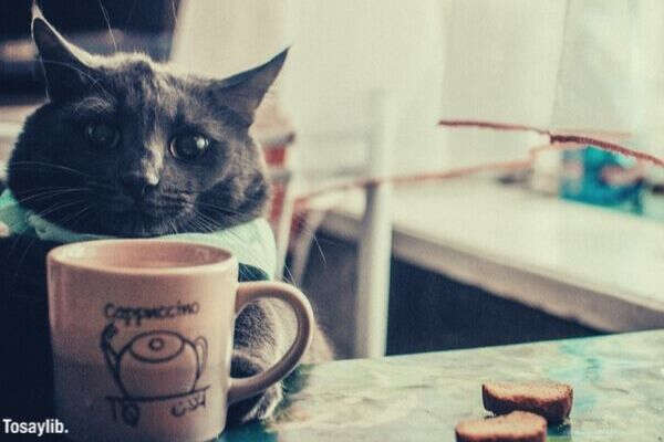 cat coffee tea tea home lovely cats comfort cosiness hot cocoa