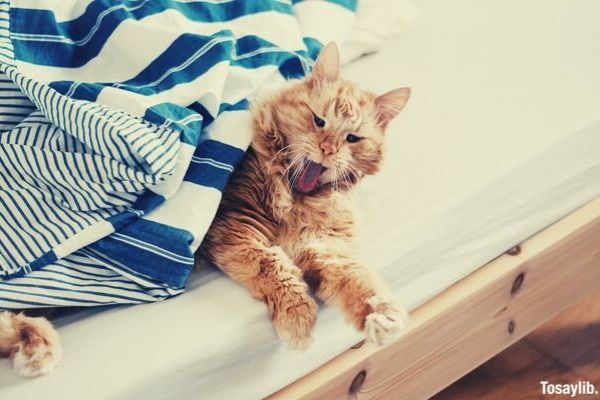 sleepy orange maine coon yawning under the blanket
