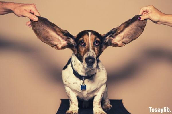 dog beagle ears big