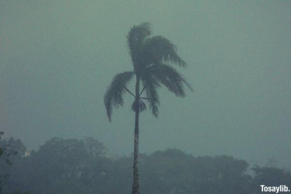 coconut tree typhoon