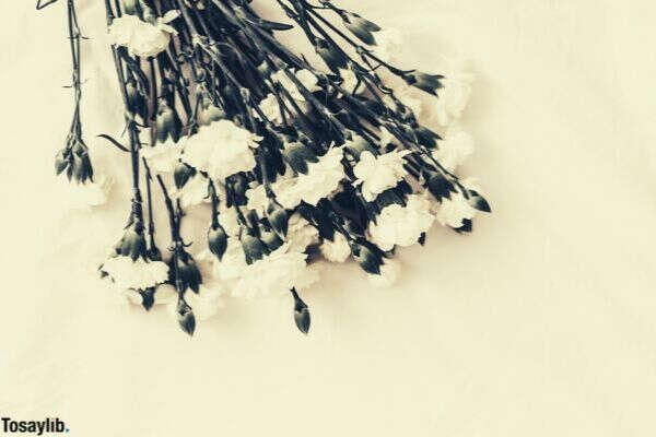 bouquet of white flower