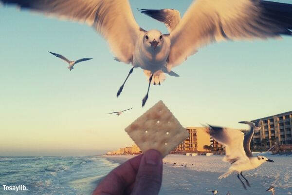 person holding cracker feeding bird sky building