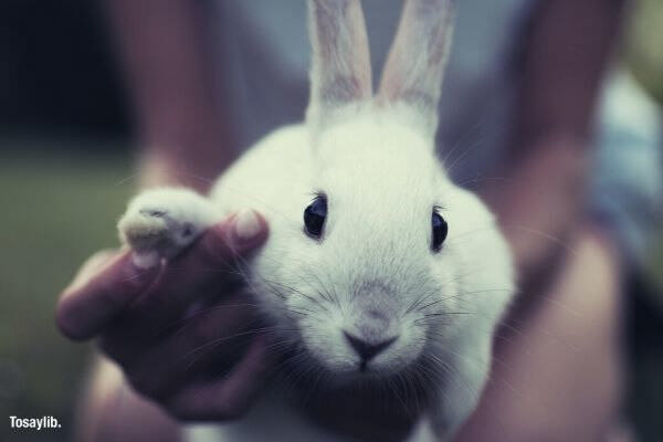 girl holding white rabbit