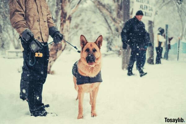 man walking with his dog on snow ice blizzard