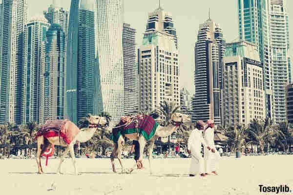 camel on beach sands