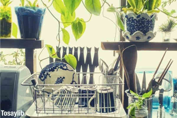 foliage plants to dry the washed dishes