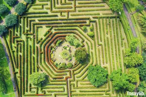 aerial photography of maze bush