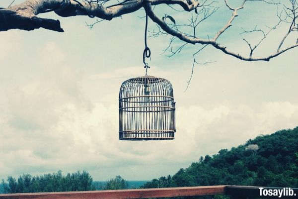 birdcage hanging on tree branch