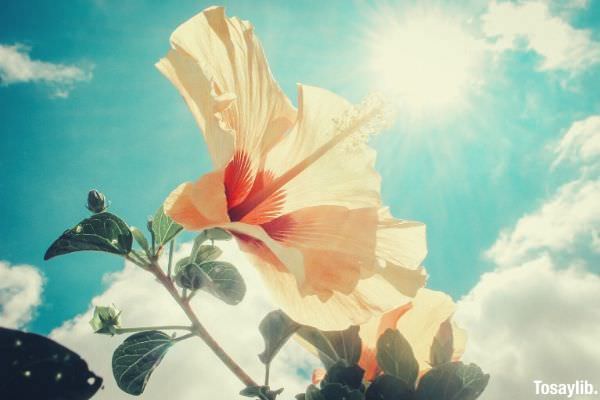 photo of yellow hibiscus under sunlight