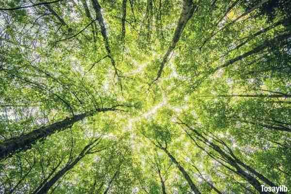 worms eyeview of green trees sunlight