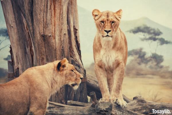 two lions standing near woods in daytime