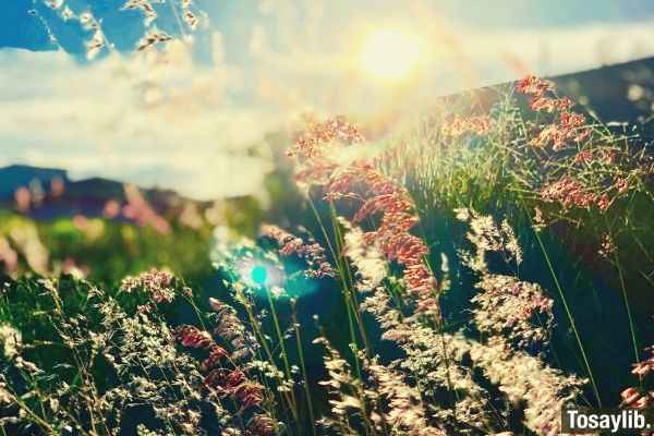 wheat field green grass sunshine