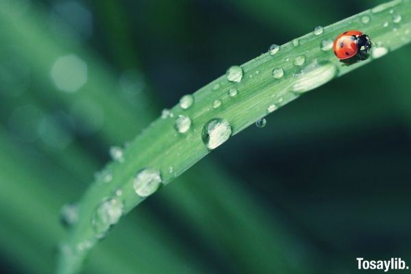 bug insect spring dew leaf