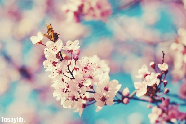 focus pink cherry blossom butterfly