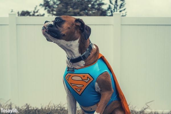 dog wearing superman costume sitting near the white wall