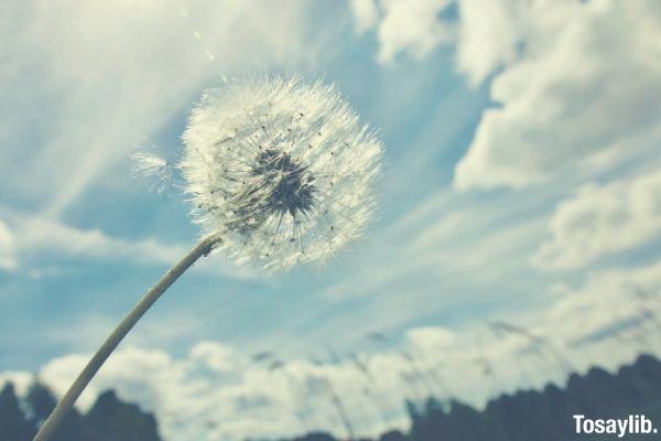 beautiful bloom dandelion sky