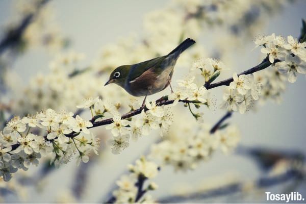 green and white bird standing on branch with white flower