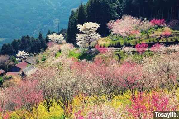 mountain assorted colored flower field