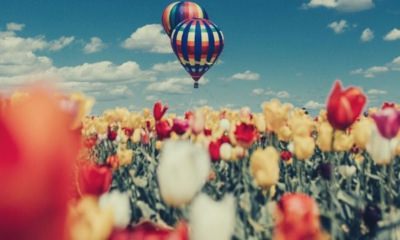 white-red-and-yellow-tulip-flowers-hot-air-balloons