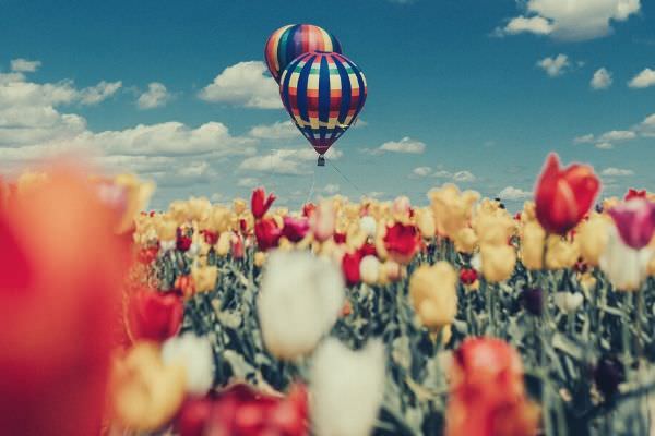 white-red-and-yellow-tulip-flowers-hot-air-balloons