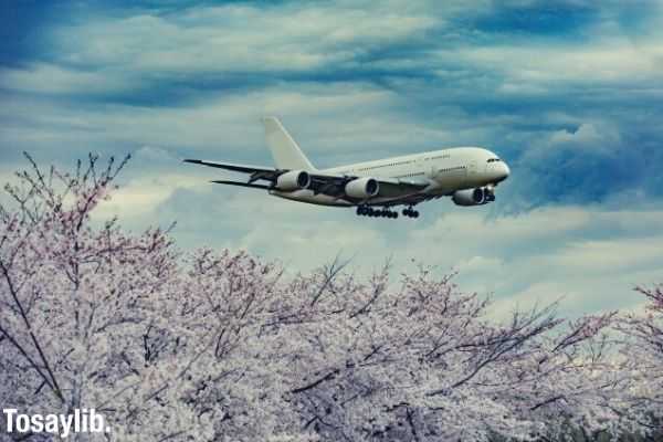 airplane flying above cherry blossoms at Narita airport